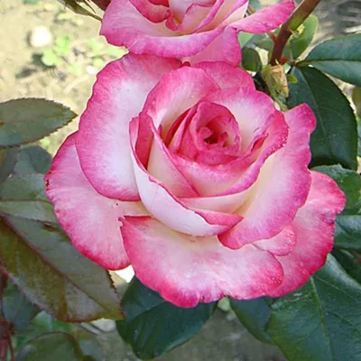 Фотография розы хендель для скачивания в png