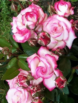 Фотография розы хендель для загрузки в png