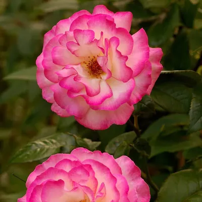 Фотка крупной розы хендель высокого качества