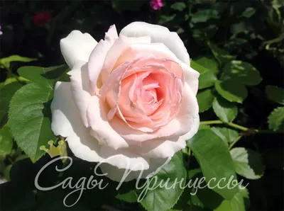 Фото розы хендель с вариантами размера