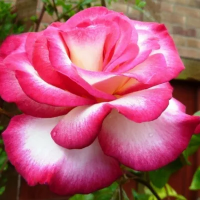 Изображение розы хендель в формате webp для скачивания