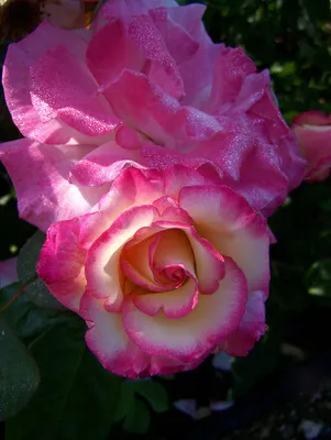 Фотография розы хендель для сохранения в jpg