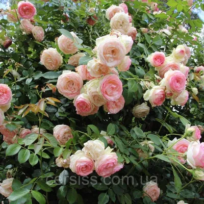 Фото большой розы хендель с высокой детализацией