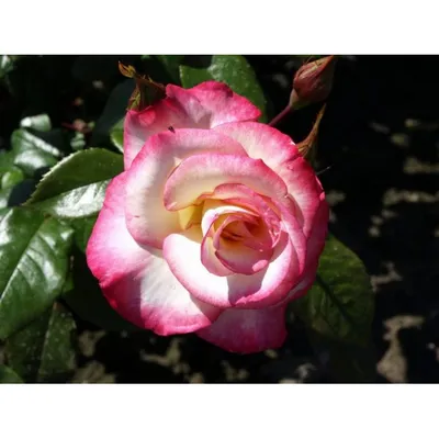 Изображение розы хендель - выбери подходящий размер