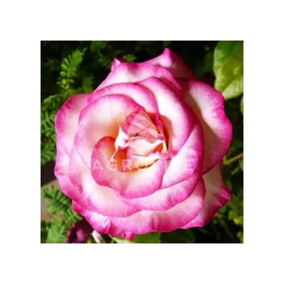 Красивая картинка розы хендель