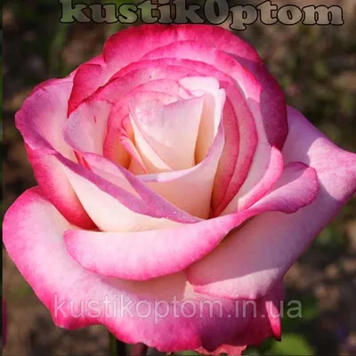 Роза хендель - фотография для любителей роз