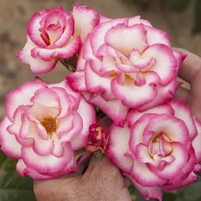 Фотография розы хендель для скачивания в png формате