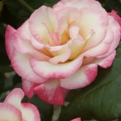 Фото розы хендель с различными размерами