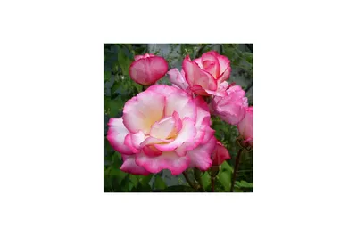 Картинка прекрасной розы хендель