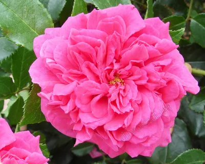 Фотография розы хендель в популярном формате jpg