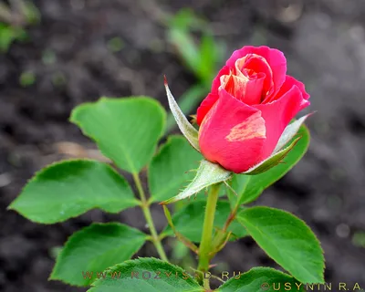 Фото розы хендель для загрузки в png качестве