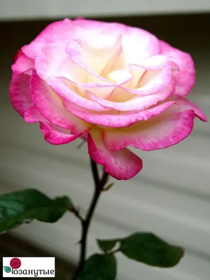 Фотка розы хендель высокое разрешение для сохранения