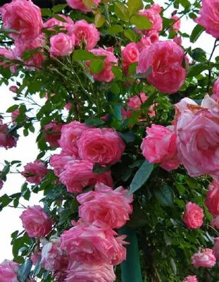 Фото розы хендель высокого разрешения