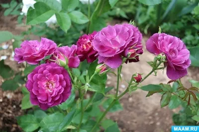 Изображение розы хендель - выбери подходящий размер и формат