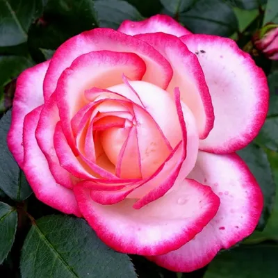 Красивая картинка розы хендель для любителей цветов
