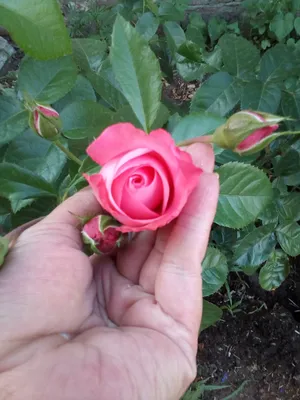 Роза хендель - фото в формате jpg для ценителей роз