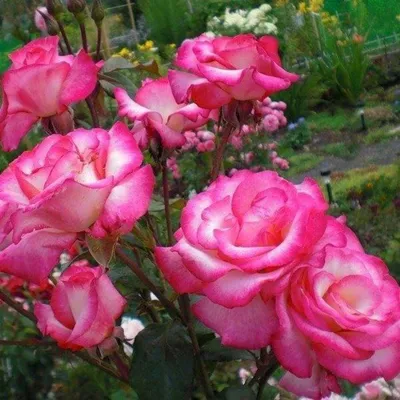 Фотография розы хендель в png формате с качественной передачей цветов