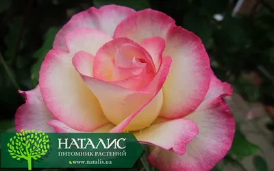Фото розы хендель с наибольшей детализацией и разными вариантами размера и формата