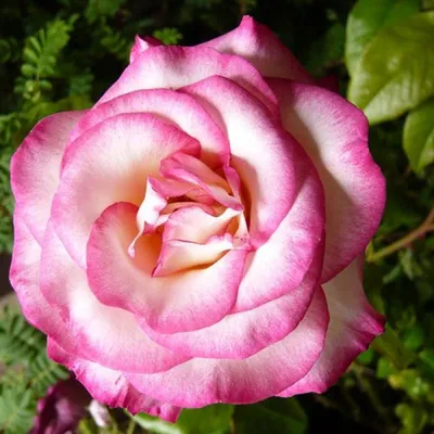 Красивая роза хендель на картинке