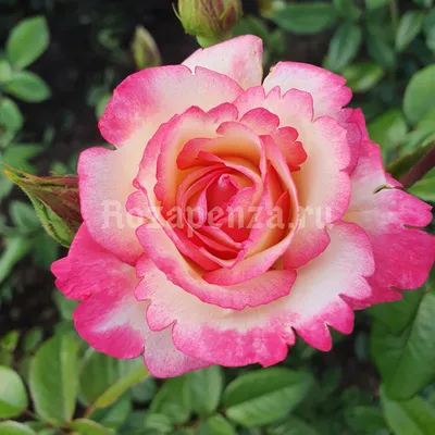 Роза хендель - фото для любителей роз