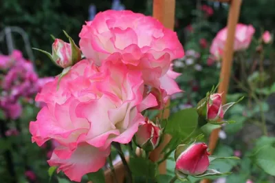 Изумительная фотография розы хендель png