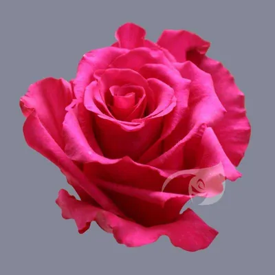 Роза хот эксплорер: Уникальные фото розы в формате jpg
