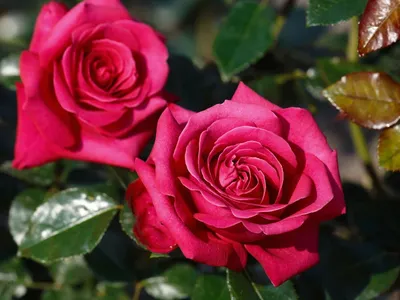 Фотографии розы: Загрузите впечатляющие изображения