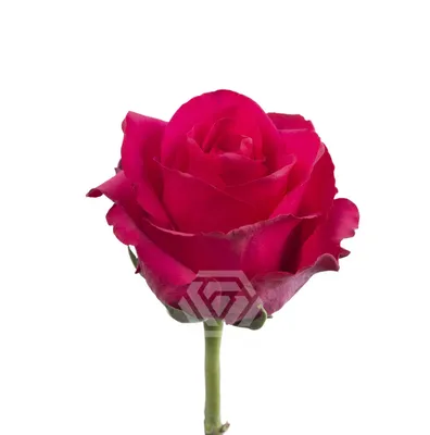 Погрузитесь в красоту природы: Изображения розы в разных размерах и форматах