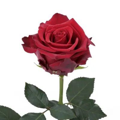 Откройте чарующую красоту: Фотографии розы с возможностью выбора размера
