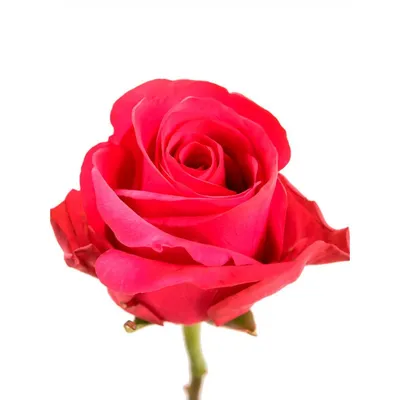 Фотки розы: Скачайте прекрасные изображения в разных форматах
