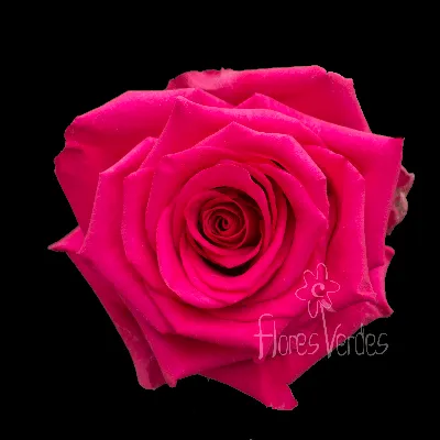 Фотографии розы: Разнообразие форматов и размеров