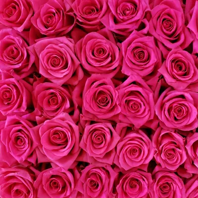 Прекрасные розы на ваш выбор: Изображения в форматах jpg, png, webp