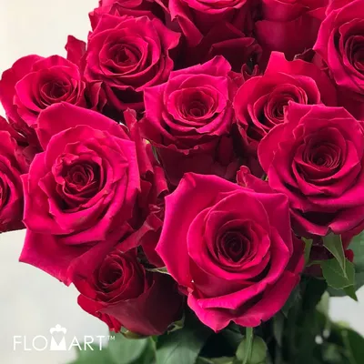 Погрузитесь в красоту роз: Фотографии доступны в разных размерах и форматах