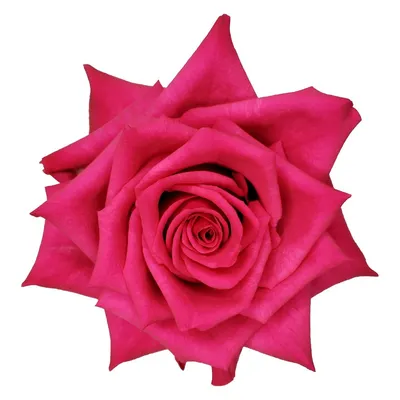 Роза хот эксплорер: Исследуйте коллекцию фотографий розы