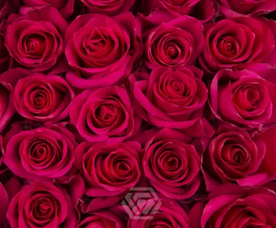 Исследуйте красоту розы: Скачивайте png изображения