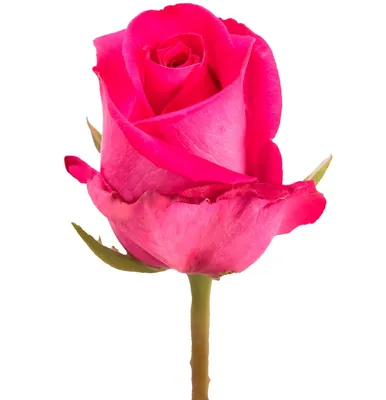 Фото, картинка, изображение розы: Различные форматы для выбора