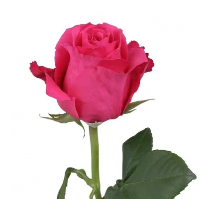 Розы во всей красе: Загрузите фото в непосредственном формате