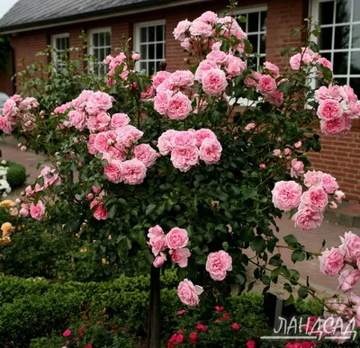 Красивые розы в домашнем стиле