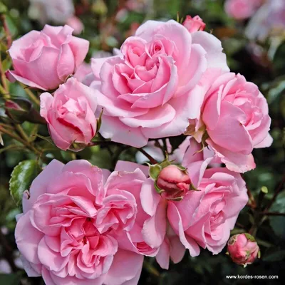 Качественные фото роз для украшения вашего интерьера