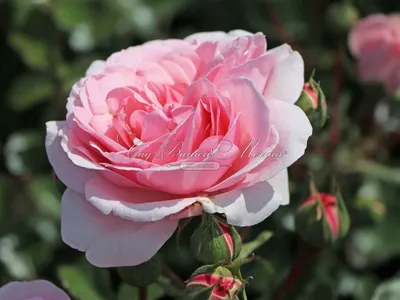 Фотография прекрасной розы на ваш выбор
