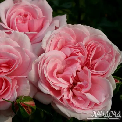 Фото прекрасных роз: выберите их размер и формат