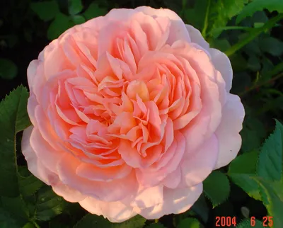 Фото роз для вдохновения вашего садоводства