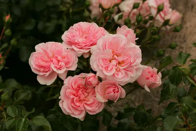 Фотографии роз для оживления вашего дома