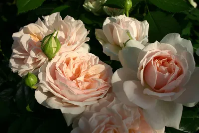 Фотографии роз, чтобы добавить красоту в вашу жизнь.