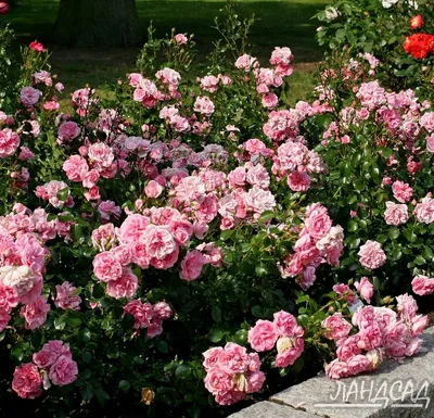 Розы, которые добавят красоту в ваш дом