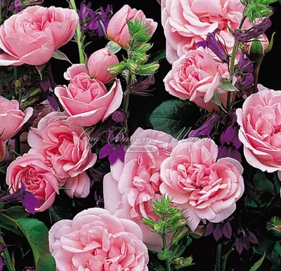 Изящные розы для уюта в вашем саду