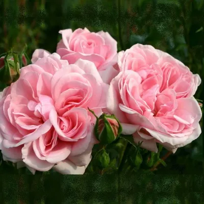 Фотографии роз в формате jpg, png и webp