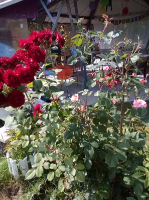 Прекрасная Роза Хоуп оф Хьюманити - украшение вашего сада (формат webp)