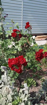 Цветы со смыслом - Розы Хоуп оф Хьюманити (формат jpg)