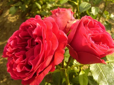 Прекрасная фотка Розы Хоуп оф Хьюманити для использования в соцсетях (формат png)